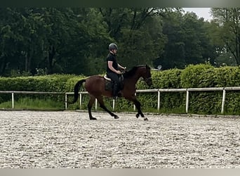 Andalusian, Gelding, 4 years, 15.2 hh, Brown