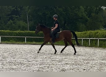 Andalusian, Gelding, 4 years, 15.2 hh, Brown