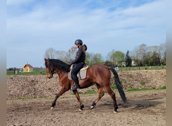 Andalusian Mix, Gelding, 4 years, 15.2 hh, Brown