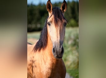 Andalusian, Gelding, 4 years, 15.2 hh, Buckskin