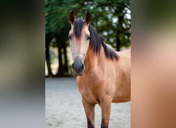Andalusian, Gelding, 4 years, 15.2 hh, Buckskin