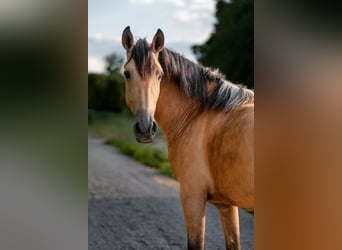 Andalusian, Gelding, 4 years, 15.2 hh, Buckskin