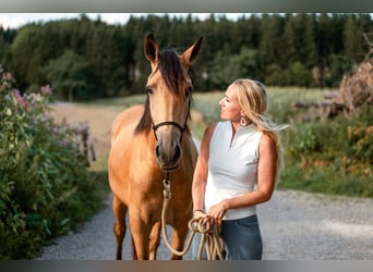 Andalusian, Gelding, 4 years, 15.2 hh, Buckskin