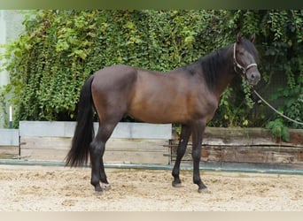 Andalusier, Wallach, 4 Jahre, 15,2 hh, Buckskin