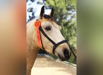 Andalusian, Gelding, 4 years, 15.2 hh, Dun