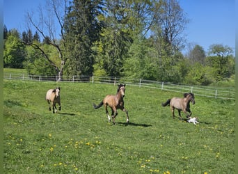 Andalusian, Gelding, 4 years, 15.2 hh, Dun