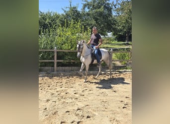 Andalusian, Gelding, 4 years, 15,2 hh, Gray