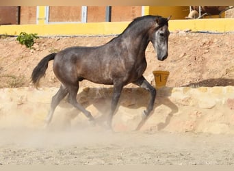 Andalusian, Gelding, 4 years, 15,2 hh, Gray