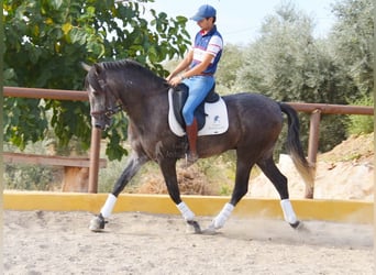 Andalusian, Gelding, 4 years, 15,2 hh, Gray