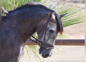 Andalusian, Gelding, 4 years, 15,2 hh, Gray