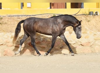 Andalusian, Gelding, 4 years, 15,2 hh, Gray