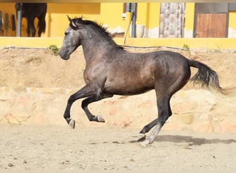 Andalusian, Gelding, 4 years, 15,2 hh, Gray