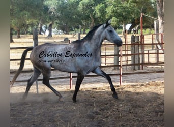Andalusian, Gelding, 4 years, 15.2 hh, Grey-Dapple