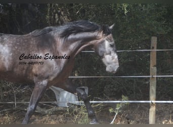 Andalusian, Gelding, 4 years, 15.2 hh, Grey-Dark-Tan