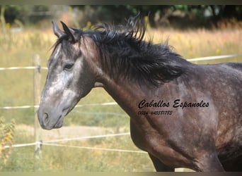 Andalusian, Gelding, 4 years, 15.2 hh, Grey-Dark-Tan