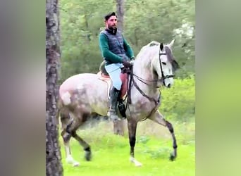 Andalusian, Gelding, 4 years, 15.2 hh, Grey