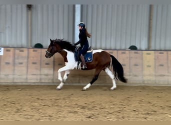 Andalusian, Gelding, 4 years, 15,2 hh, Pinto