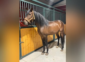 Andalusian, Gelding, 4 years, 15.3 hh, Brown