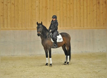 Andalusian, Gelding, 4 years, 15.3 hh, Brown