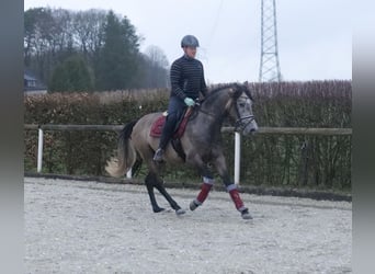 Andalusian, Gelding, 4 years, 15.3 hh, Can be white