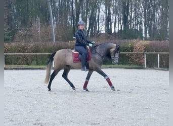 Andalusian, Gelding, 4 years, 15.3 hh, Can be white
