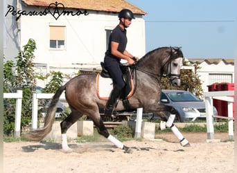 Andalusian, Gelding, 4 years, 15.3 hh, Gray-Dapple