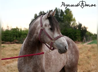Andalusian, Gelding, 4 years, 15.3 hh, Gray-Dapple