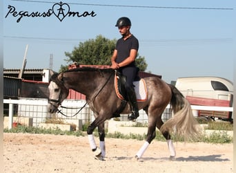 Andalusian, Gelding, 4 years, 15.3 hh, Gray-Dapple