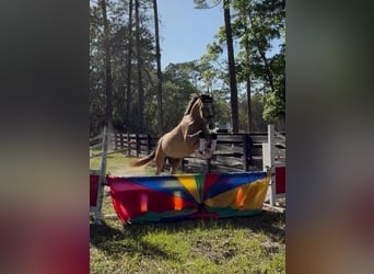 Andalusian, Gelding, 4 years, 15.3 hh, Grey