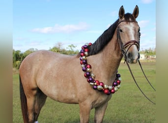Andalusian, Gelding, 4 years, 15.3 hh, Grey