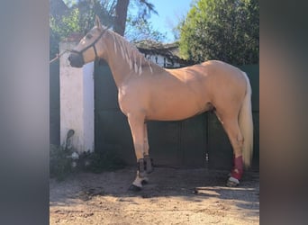 Andalusian, Gelding, 4 years, 15.3 hh, Palomino