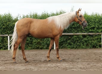 Andalusian, Gelding, 4 years, 15.3 hh, Palomino