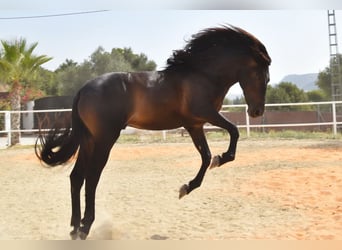 Andalusian, Gelding, 4 years, 15 hh, Black