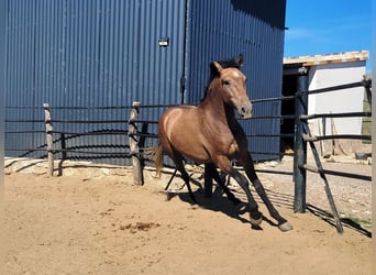 Andalusian, Gelding, 4 years, 15 hh, Brown Falb mold