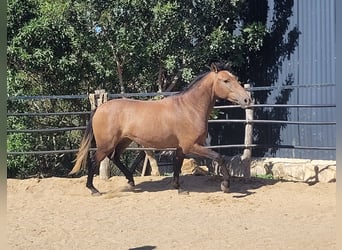 Andalusian, Gelding, 4 years, 15 hh, Brown Falb mold