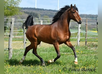 Andalusian, Gelding, 4 years, 15 hh, Brown