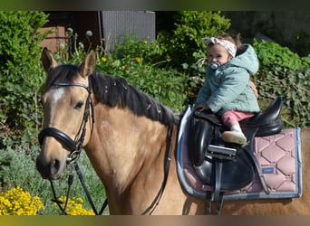 Andalusian, Gelding, 4 years, 15 hh, Buckskin