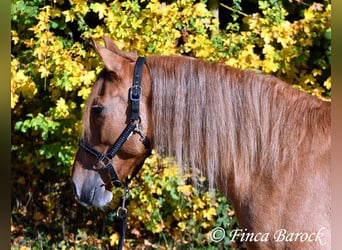 Andalusian, Gelding, 4 years, 15 hh, Chestnut-Red