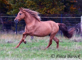 Andalusian, Gelding, 4 years, 15 hh, Chestnut-Red