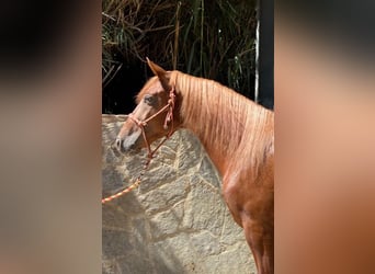 Andalusian, Gelding, 4 years, 15 hh, Chestnut-Red