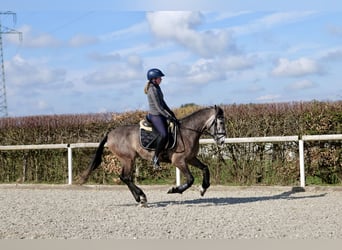 Andalusian, Gelding, 4 years, 15 hh, Gray-Dapple