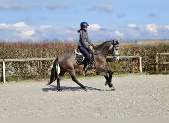 Andalusian, Gelding, 4 years, 15 hh, Gray-Dapple