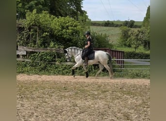 Andalusian, Gelding, 4 years, 15 hh, Grey