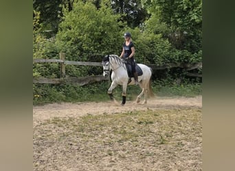 Andalusian, Gelding, 4 years, 15 hh, Grey