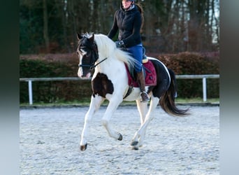 Andalusian, Gelding, 4 years, 15 hh, Pinto