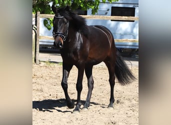 Andalusian, Gelding, 4 years, 15 hh, Smoky-Black