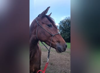 Andalusian, Gelding, 4 years, 15,1 hh, Bay-Dark