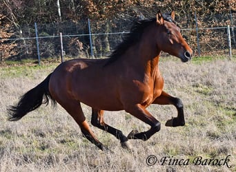 Andalusian, Gelding, 4 years, 15,1 hh, Brown