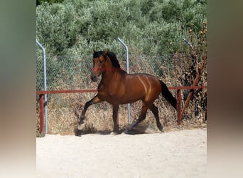 Andalusian, Gelding, 4 years, 15,1 hh, Brown