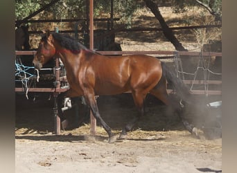 Andalusian, Gelding, 4 years, 15,1 hh, Brown
